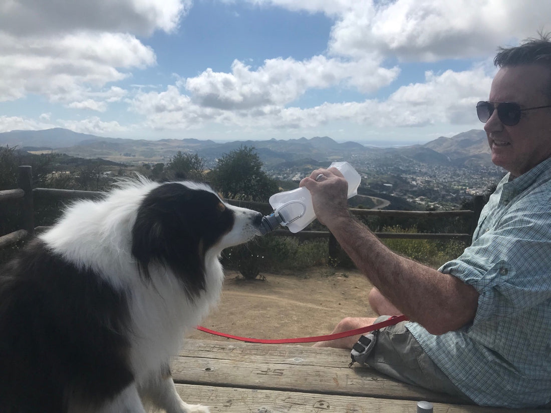 Dogster: Vapur EZ Lick Dog Water Bottle Review 2024: An Expert’s Breakdown